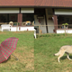 “Do as I do!” For the training, dogs were trained to imitate human actions. But in some cases, they dogs didn’t know they were supposed to remember certain actions, but they still remembered them anyway—a sign of episodic memory. (Image: Claudia Fugazza, Ákos Pogány, and Ádám Miklós / Current Biology 2016)